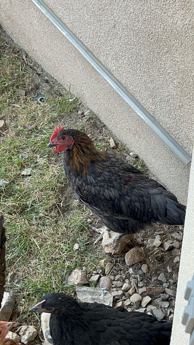 Chicken (Poultry) - Live Bird