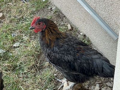Chicken (Poultry) - Live Bird