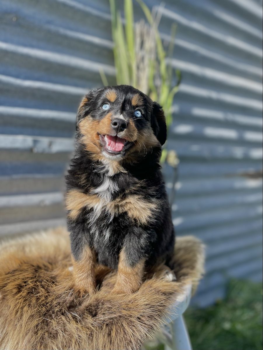 Aussie Mountain Bernedoodle