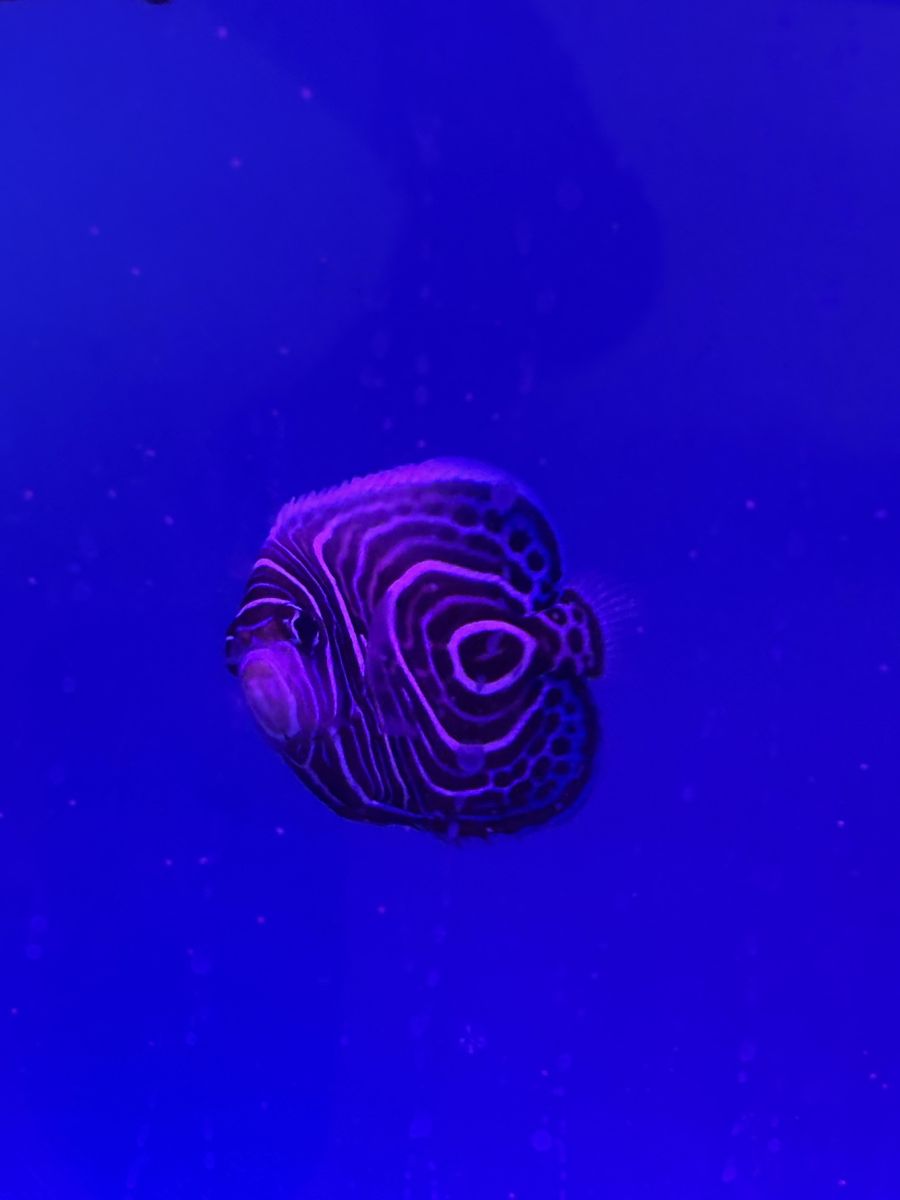 Emperor Angelfish