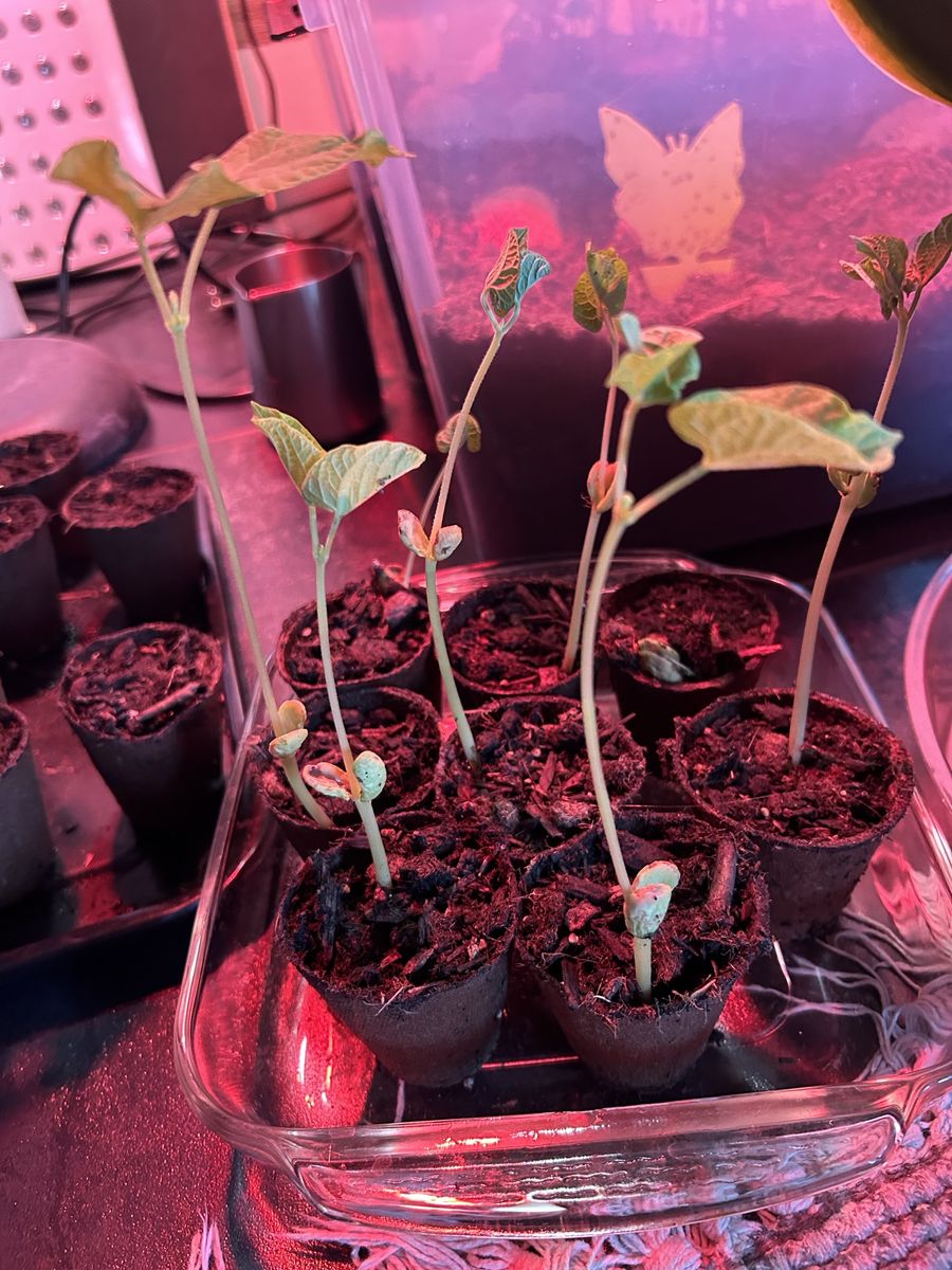 Organic Pinto Bean Plants