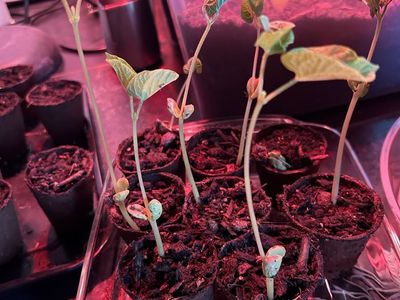 Organic Pinto Bean Plants