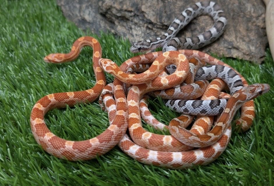 Corn Snakes