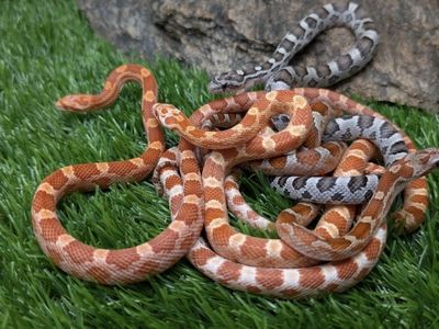Corn Snakes