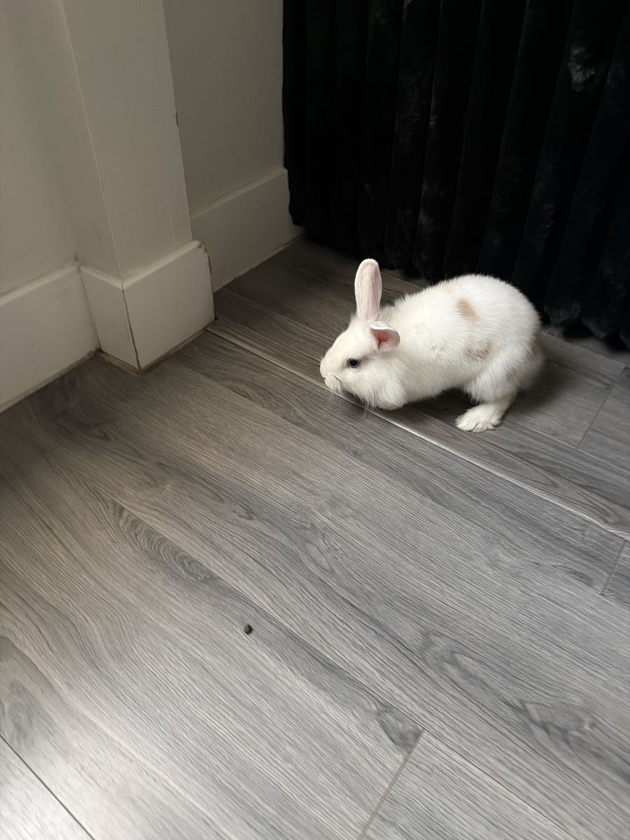 Rabbit