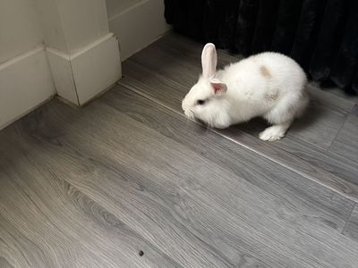 Rabbit