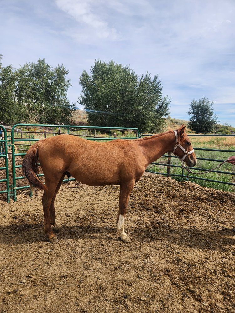 Yearling stud colt 