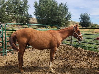 Yearling stud colt