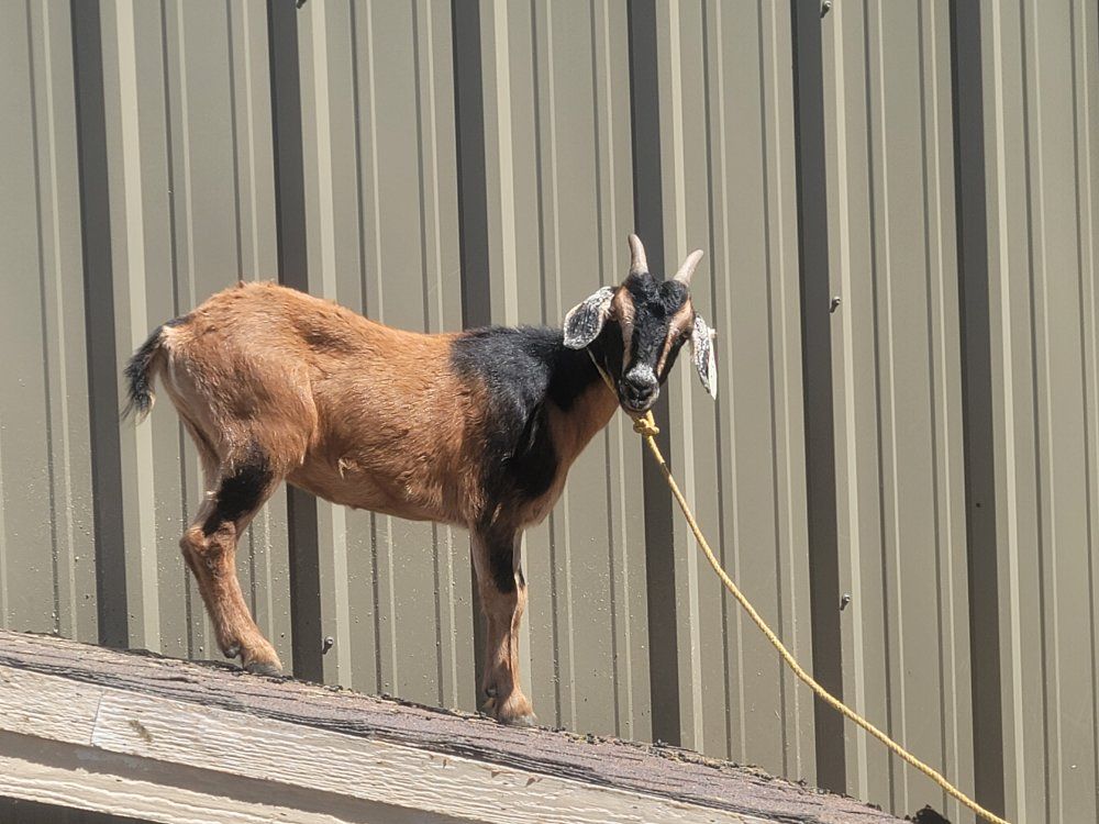 female goat