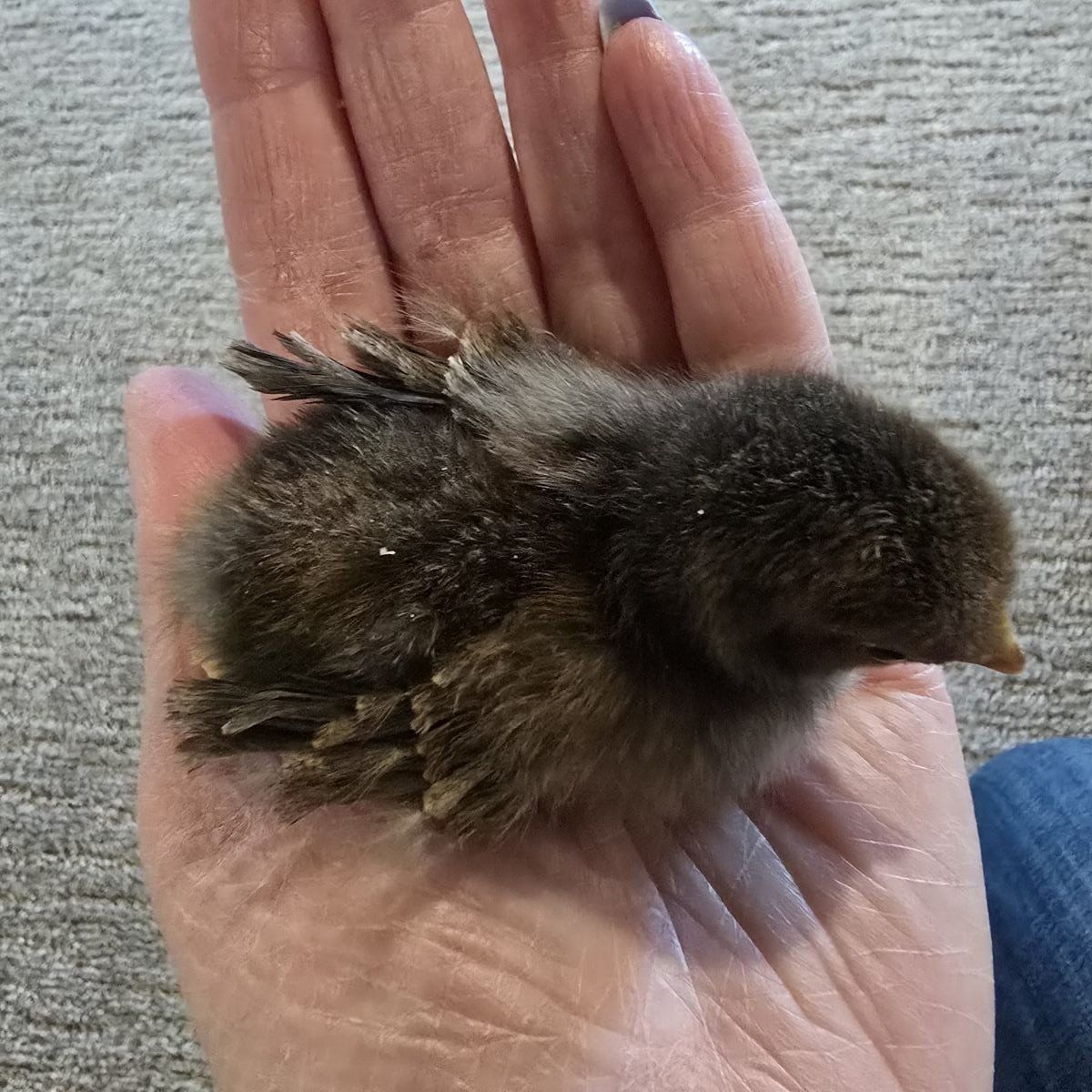 Frizzled Kikiriki/Serama Chick