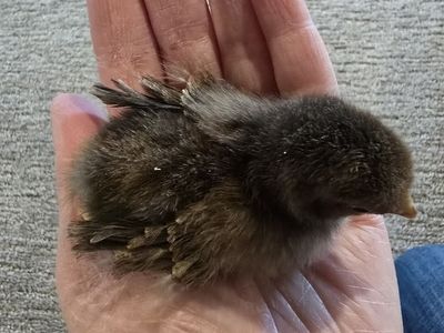 Frizzled Kikiriki/Serama Chick