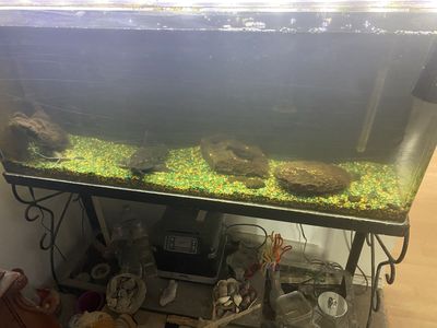 Vintage 55 gallon acrylic aquarium