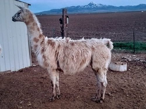 Female Llama