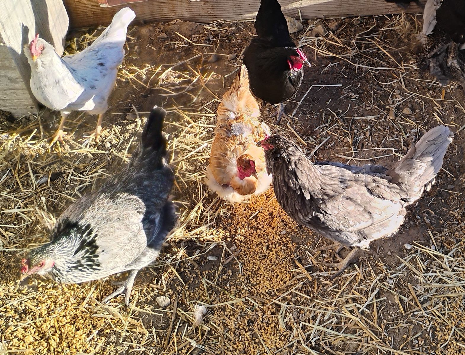 6 laying hens and their rooster - blue, green, tan eggs