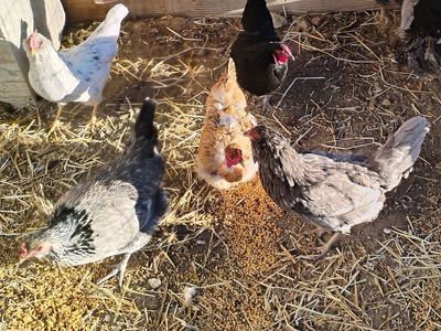 6 laying hens and their rooster - blue, green, tan eggs