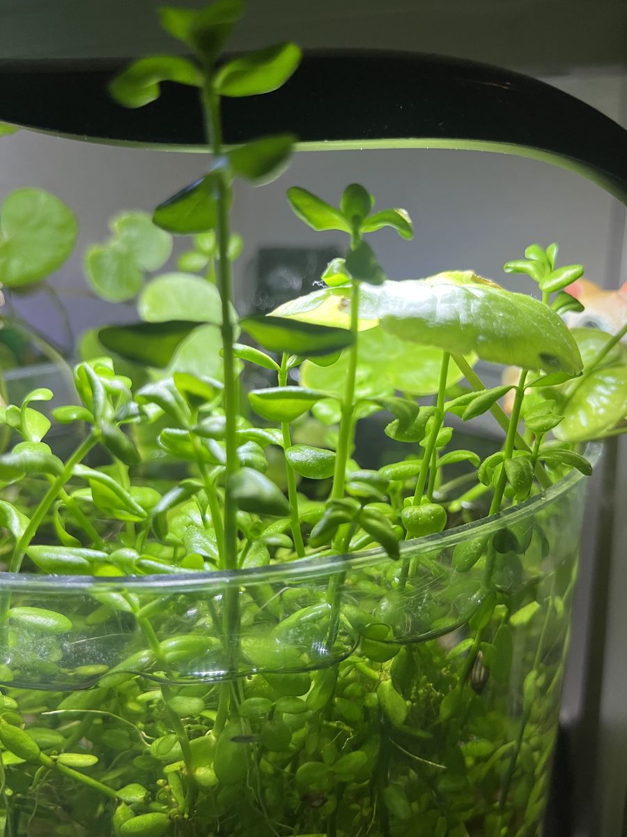 Bacopa Aquarium Stem Plants (6 for $5)