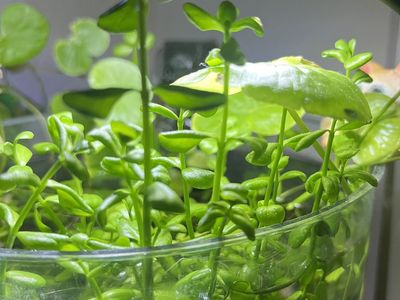 Bacopa Aquarium Stem Plants (6 for $5)
