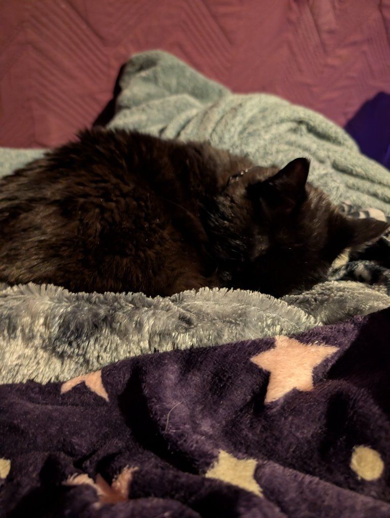 FREE Black Senor Cat