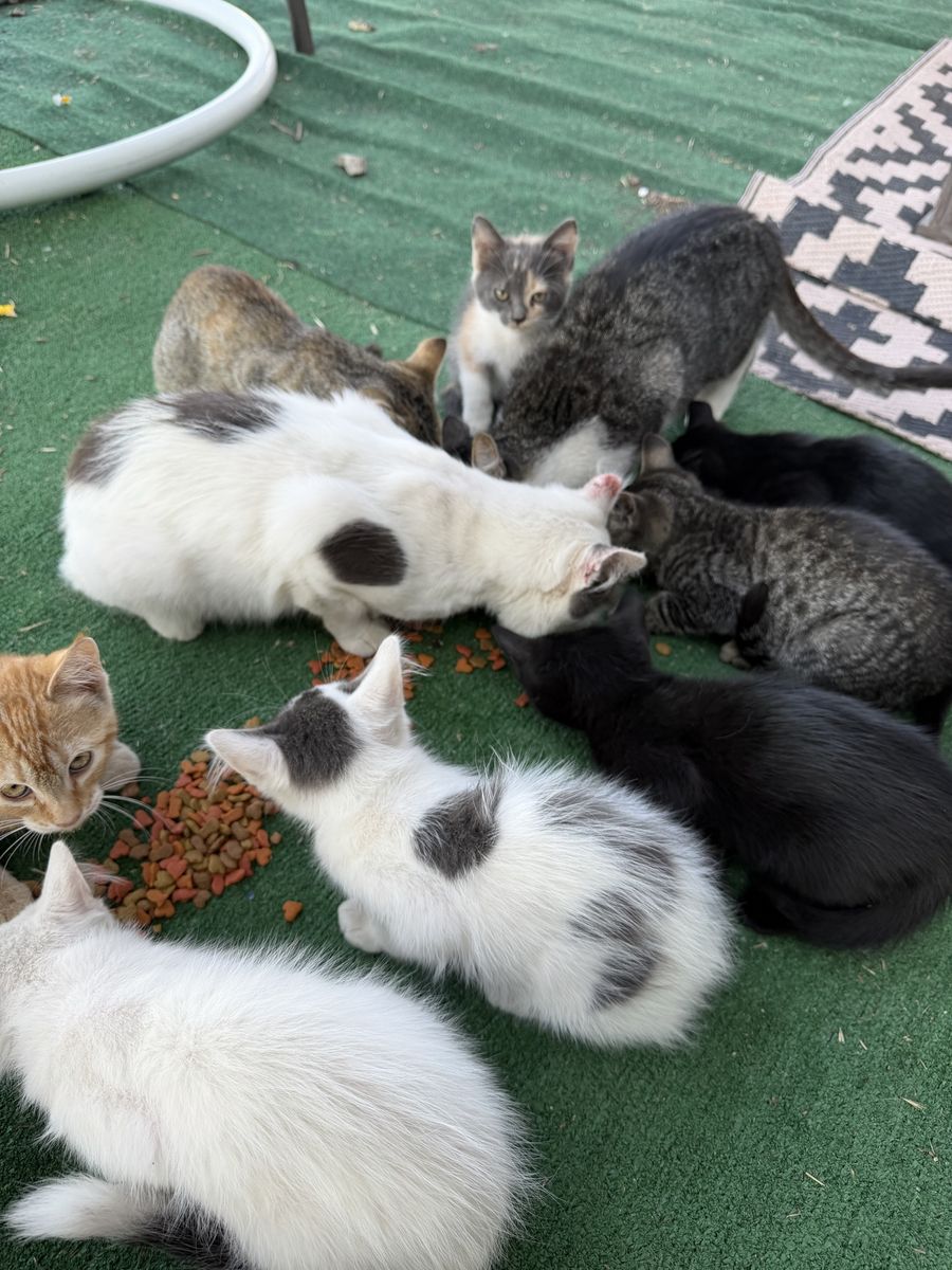 Kittens