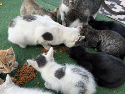 Kittens