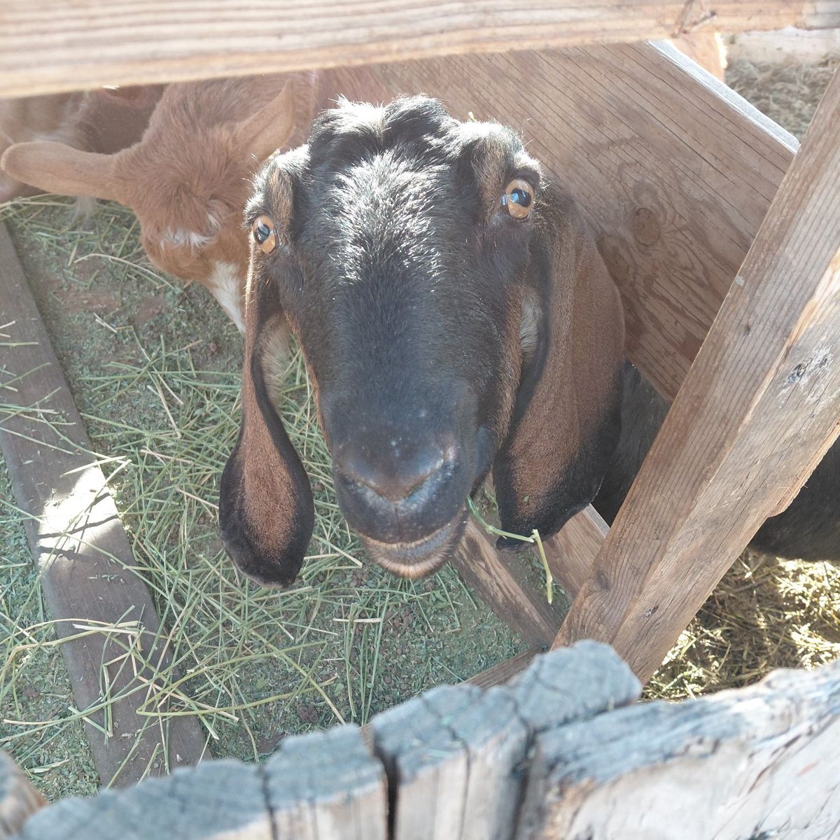 Nubian Pregnant Doe Goat
