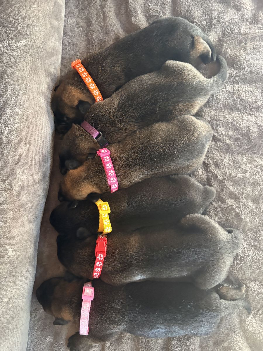 AKC purebred Belgian Malinois Puppies