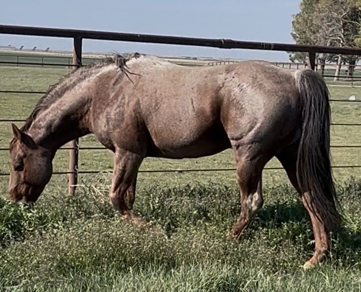 Well Bred Aqha 16 Year Old Roan Stud