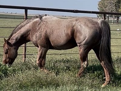 Well Bred Aqha 16 Year Old Roan Stud