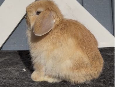 Holland Lop Buck - Pedigreed
