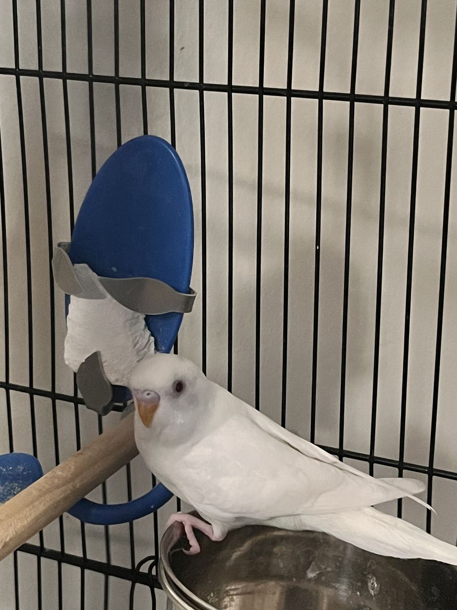 White budge parakeet, Baby about 3 Months, Male ( Most probably)