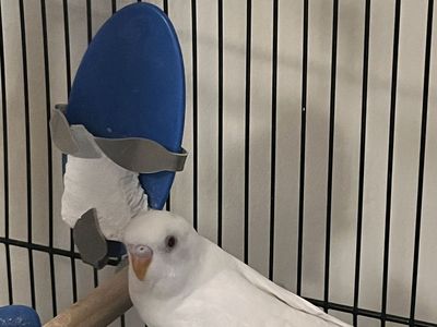 White budge parakeet, Baby about 3 Months, Male ( Most probably)