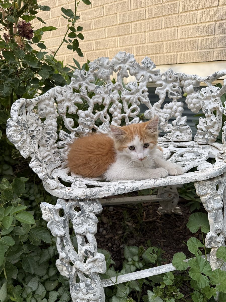 Free! Adorable Orange & White kitten- Male