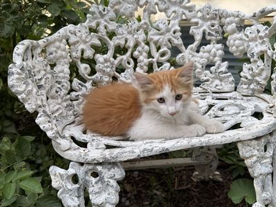 Free! Adorable Orange & White kitten- Male