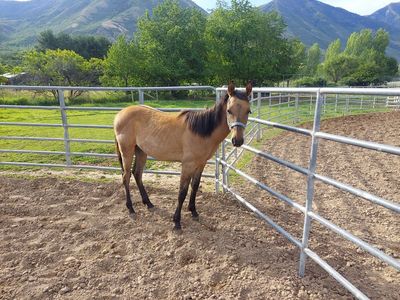 AQHA yearling , Dun horse colt