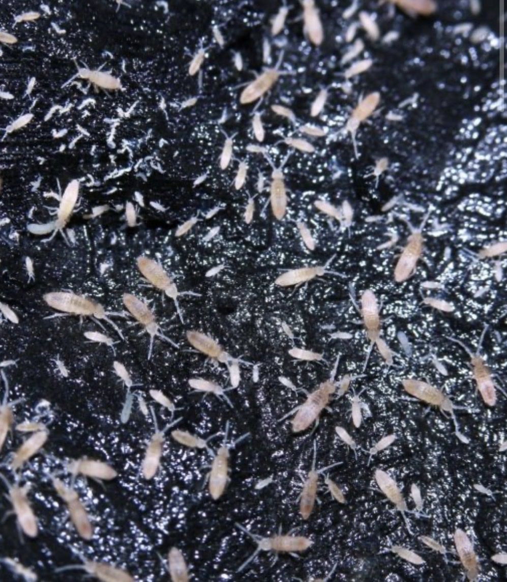 100 springtails!
