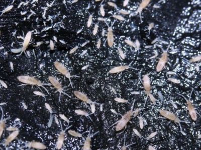 100 springtails!