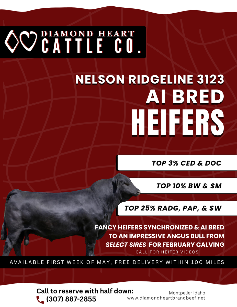 AI bred and synchronized heifers