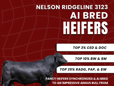 AI bred and synchronized heifers