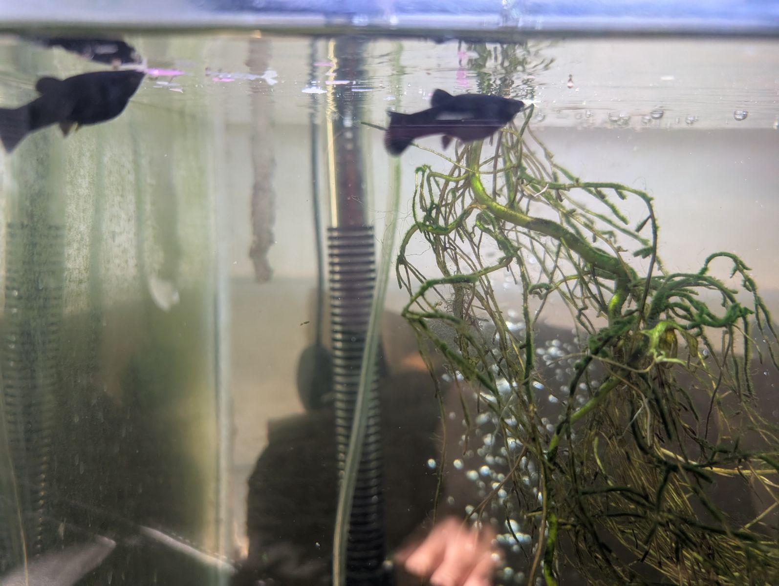 Black Molly Fish (about 2 months old)