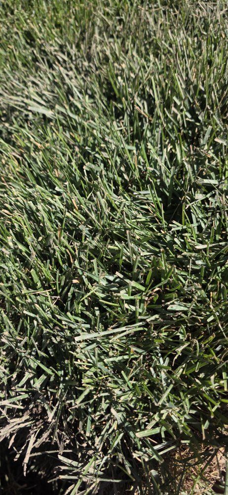 sod grass, kentucky bluegrass 130 pieces roughly 550 square ft.