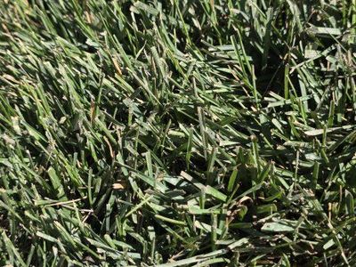 sod grass, kentucky bluegrass 130 pieces roughly 550 square ft.