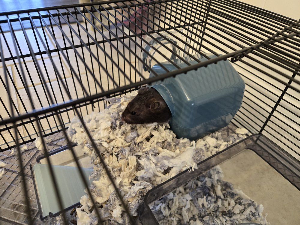 Hamster with cage