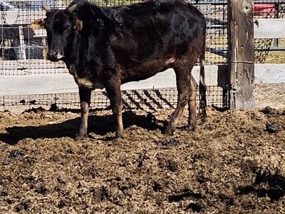 4 yr old Mini Zebu cow