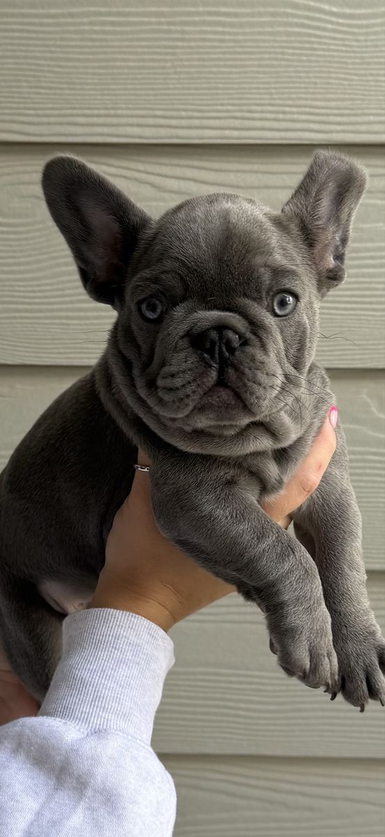 French bulldog
