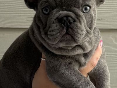 French bulldog
