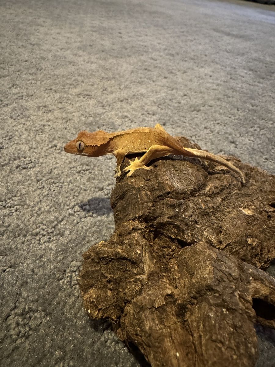 Crested Gecko