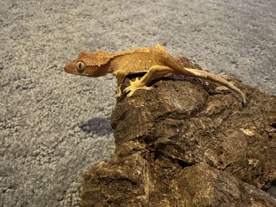 Crested Gecko