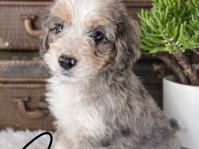 Special Placement Pricing Merle Mini Bernedoodle
