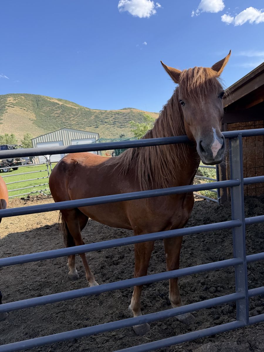 3 yr old filly for trade for pony