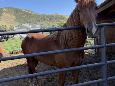 3 yr old filly for trade for pony